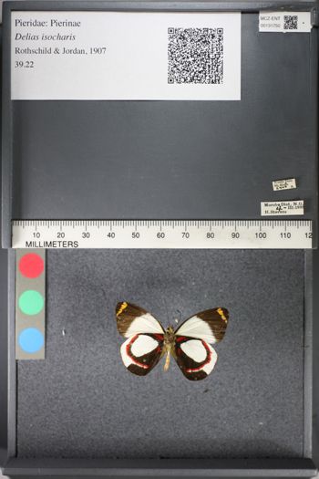 Media type: image;   Entomology 131750
